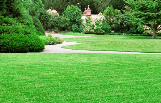 summer park with beautiful green lawns