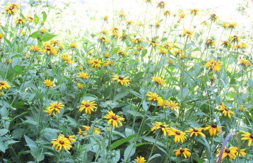 four season color August