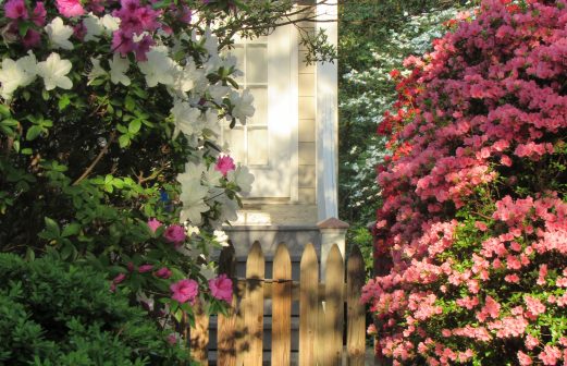 DC EntranceShrubsMAYazaleas