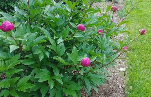 martinPEONIES